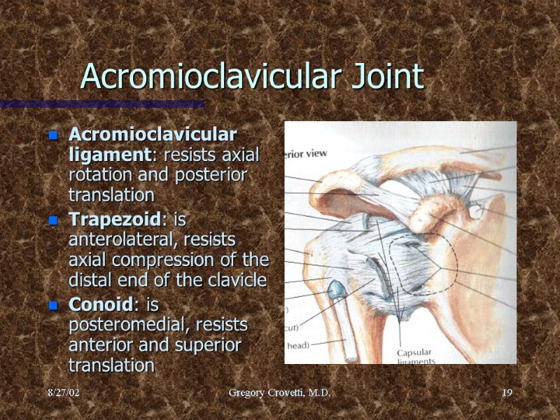 8/27/02 Gregory Crovetti, M.D. 19 Acromioclavicular Joint Acromioclavicular ligament: resists axial rotation and posterior